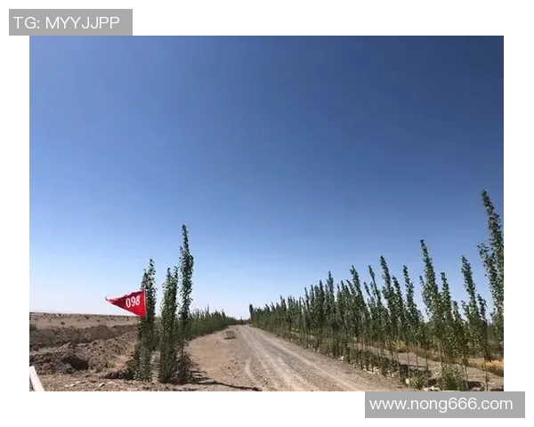 北京排球队挑战赛特别报道：从默默无闻到辉煌成就的突破之路